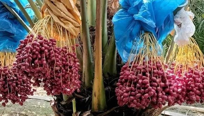 খেজুর চাষে সফলতা