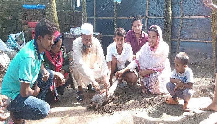 সমুদ্র সৈকতে মিলল বিপন্ন বনরুই