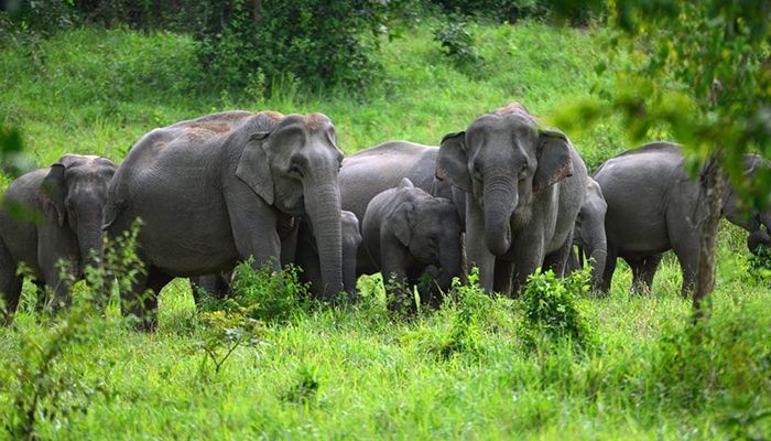 কক্সবাজারে বন্যহাতির আক্রমণে একজনের মৃত্যু 