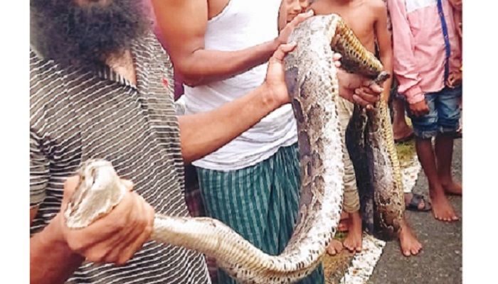 গারো পাহাড় থেকে অজগর সাপ উদ্ধার, বনে অবমুক্ত