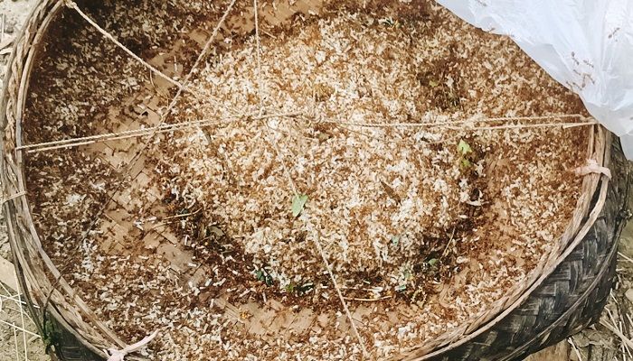 গারো পাহাড়ে ব্যতিক্রমী পিঁপড়ার ডিমের হাট