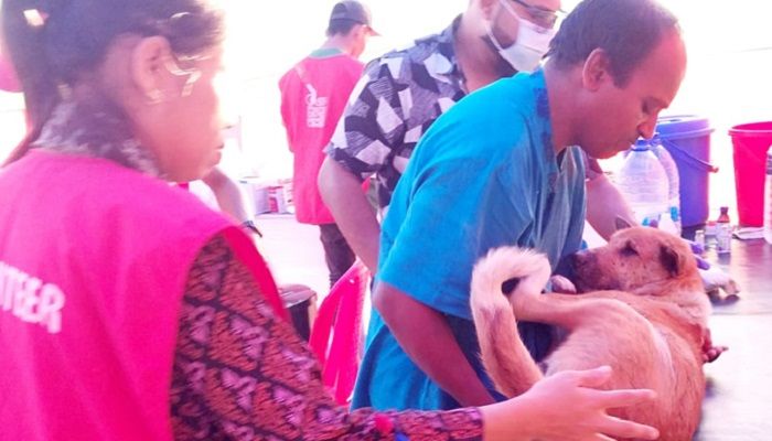 সেন্টমার্টিনে কাছিম রক্ষায় কুকুরকে বন্ধ্যাকরণের উদ্যোগ