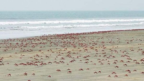 লাল কাঁকড়ার রাজ্যে