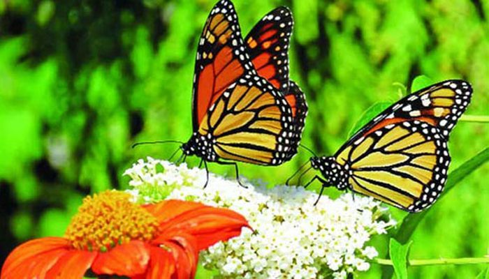 জাবিতে প্রজাপতি মেলা শুক্রবার