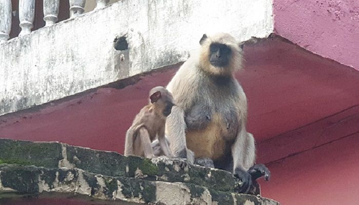 কুষ্টিয়া শহরে মুখপোড়া হনুমান