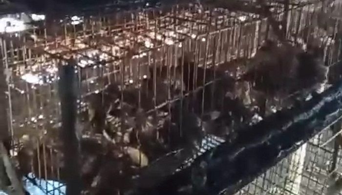 নোয়াখালীতে রহস্যজনক আগুনে পুড়ল ১৫০০ মুরগি