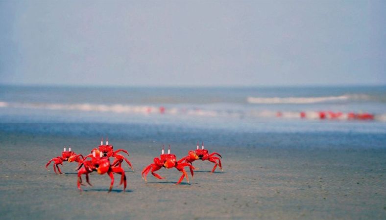 লাল কাঁকড়ার রাজ্যে