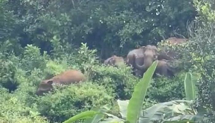 কক্সবাজারে লোকালয়ে হাতির দল 