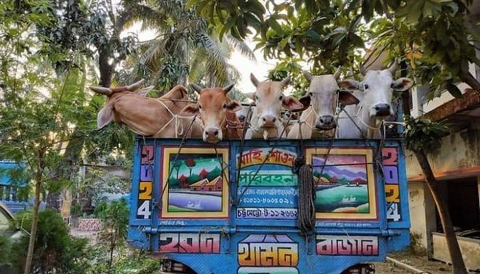 চকরিয়ায় চোরাই গরুসহ আটক ৩