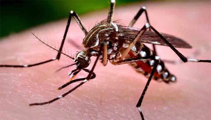 প্রথম ৯ দিনে ডেঙ্গুতে মৃত্যু ৩০