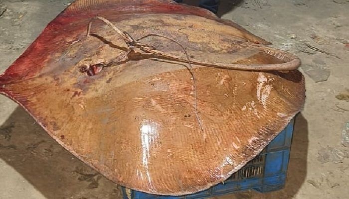 ৭২ হাজারে বিক্রি হলো শাপলা পাতা মাছ