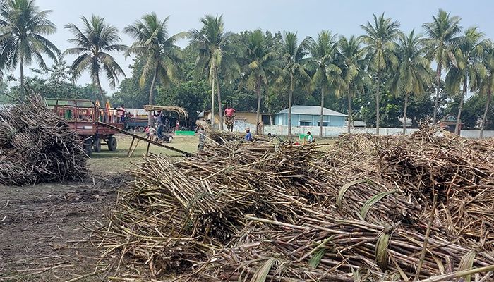 আখ কিনতে স্কুল মাঠ ভাড়া, শিক্ষার্থী-অভিভাবকদের ক্ষোভ