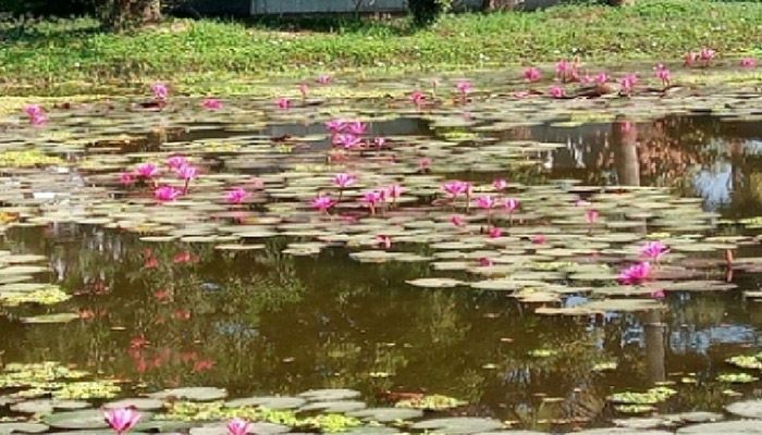 কালের বিবর্তনে হারিয়ে যাচ্ছে শাপলা ফুল