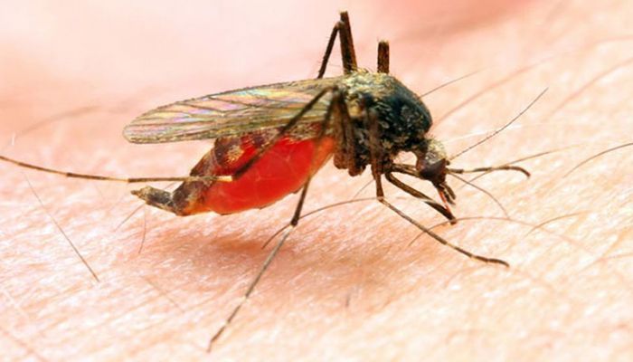 ডেঙ্গুতে মৃত্যু ১৭০০ ছুঁইছুঁই