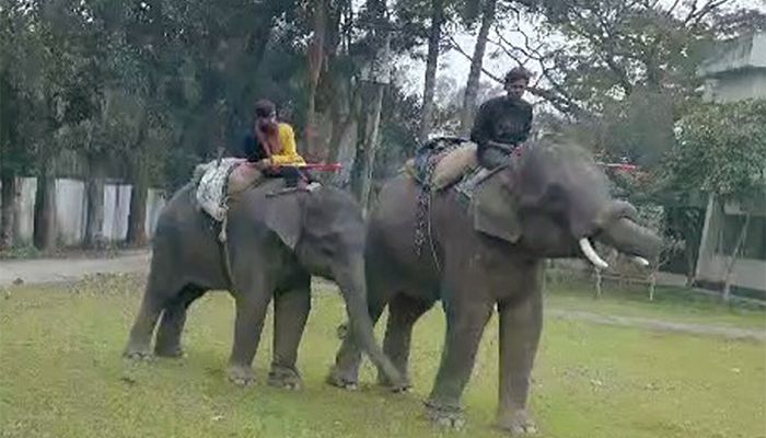 হবিগঞ্জে চাঁদাবাজির অভিযোগে দুই হাতি আটক। ছবি- হবিগঞ্জ প্রতিনিধি