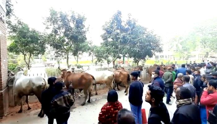 ৬ মাস পর মুক্তি মিলল ১১ গরুর