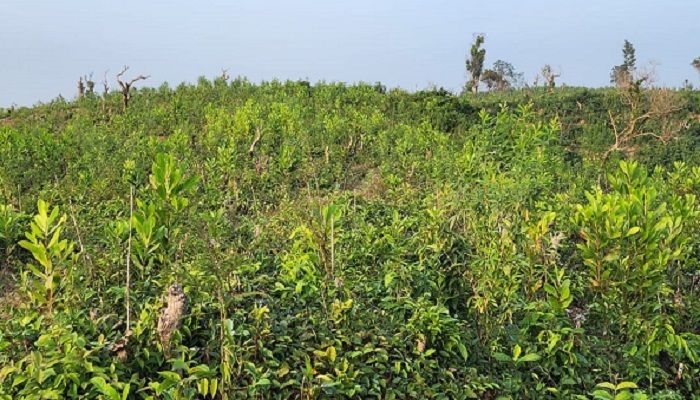 কক্সবাজারে অনাবাদী ভূমিতে সবুজের হাতছানি 