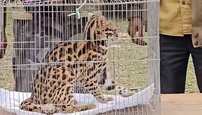 টেকনাফে মেছোবাঘের ছানা উদ্ধার, বনে অবমুক্ত