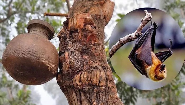 খেজুরের কাঁচা রস খেয়ে একজনের মৃত্যু