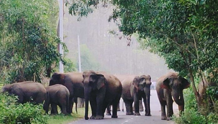 সন্ধ্যা হলেই সড়ক অবরোধ করছে বন্য হাতির দল
