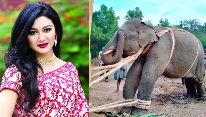 জয়ার রিটে বন্ধ হলো হাতি নির্যাতন