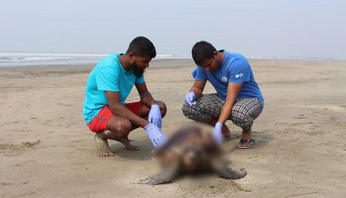 সমুদ্রসৈকতে মৃত কাছিম উদ্ধার