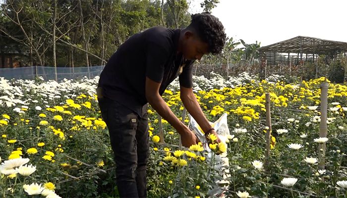 তিন দিবসের বাজার ধরতে সম্পূর্ণ প্রস্তুত ঝিনাইদহের ফুলচাষীরা। ছবি: সাম্প্রতিক দেশকাল 