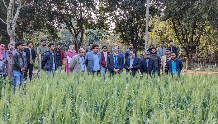 তাপ সহিষ্ণু গমের জাত উদ্ভাবনে হাবিপ্রবির গবেষকরা