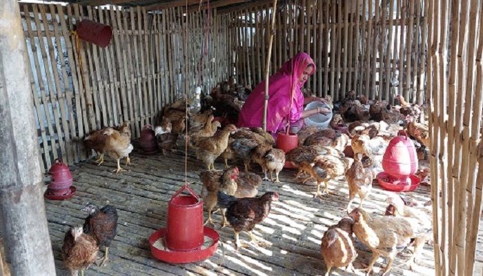 পরিকল্পিতভাবে মুরগী পালনে স্বাবলম্বী নারীরা