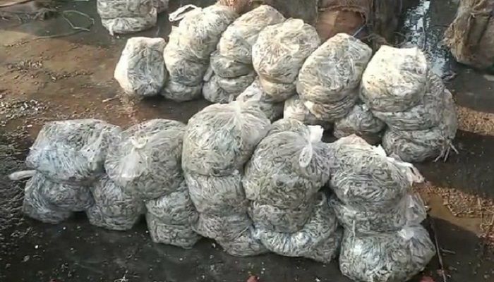 ভারত থেকে আমদানিকৃত ৪৭০ কেজি চিংড়ি জব্দ