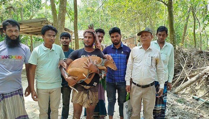 লোকালয়ে আসা মায়া হরিণ বনে অবমুক্ত
