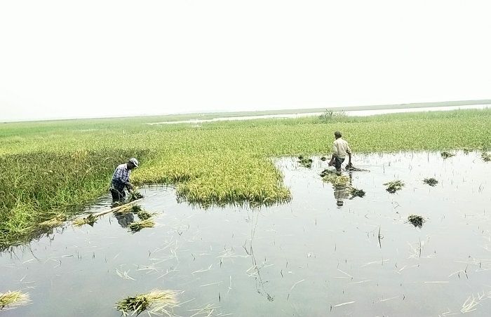 পাকা ধান পানির নিচে