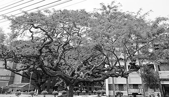 কৃষ্ণচূড়ায় রক্তিম বসুন্ধরা