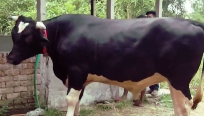 গরুর নাম জায়েদ খান