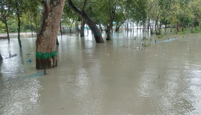 ৪ ফুট পানির নীচে সুন্দরবন