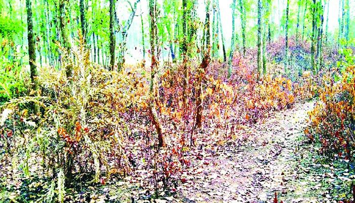 হুমকির মুখে জীববৈচিত্র্য