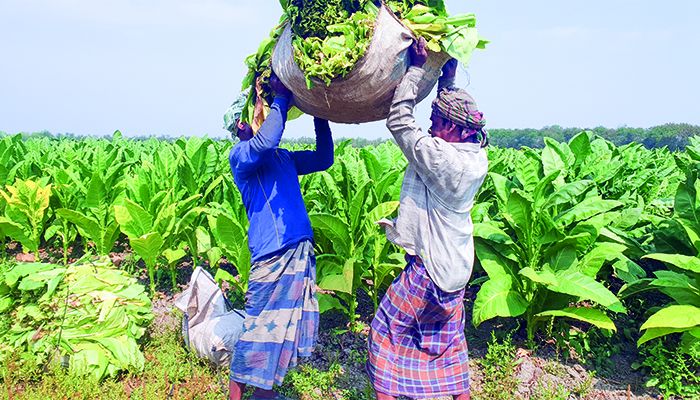 কুষ্টিয়ায় তামাকের চাষ বাড়াচ্ছে স্বাস্থ্যঝুঁকি