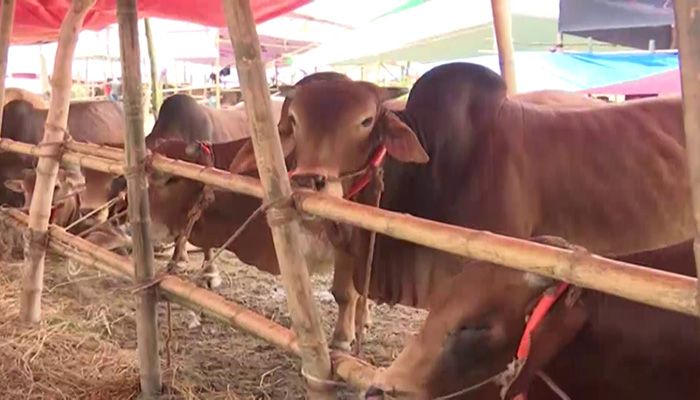 আফতাবনগরে বসছে না পশুর হাট