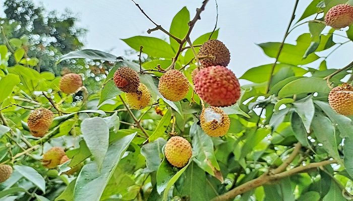 তাপপ্রবাহ ও অনাবৃষ্টির প্রভাব পড়েছে ফলের গায়ে