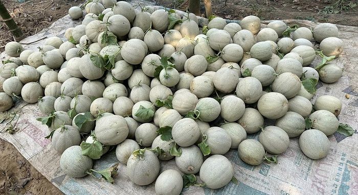 তাপপ্রবাহ ও অনাবৃষ্টির প্রভাব পড়েছে ফলের গায়ে