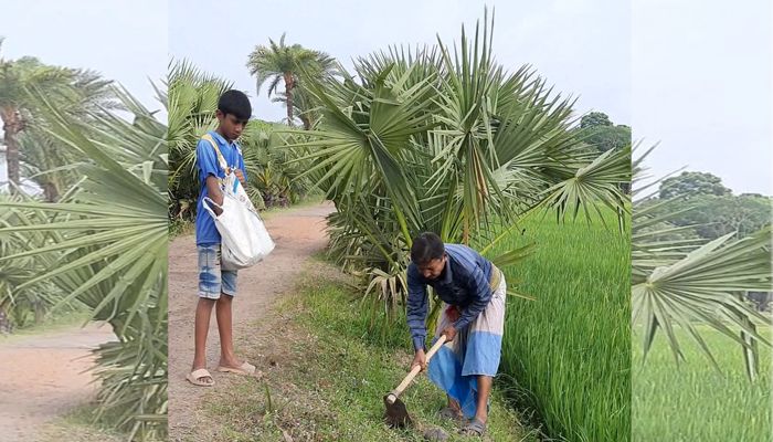১৬ বছরে প্রায় তিন লাখ তালগাছ বুনেছেন চিত্তরঞ্জন 