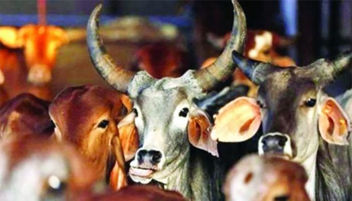 কুরবানির পশু আমদানির অনুমতি দেবে না সরকার