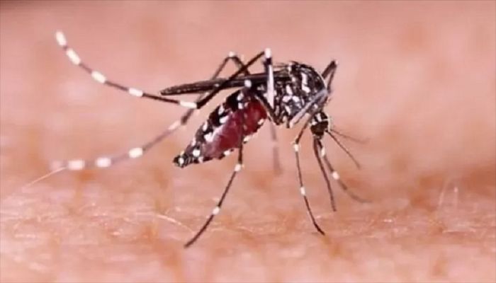 ডেঙ্গুর উচ্চঝুঁকিতে রাজধানীর ১৮ ওয়ার্ড