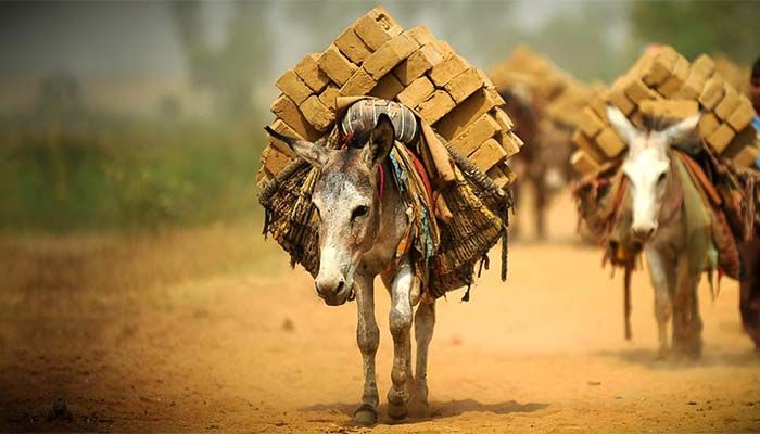 বিশ্ব গাধা দিবস আজ