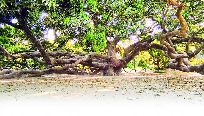 উপমহাদেশের সবচেয়ে বড় আমগাছ ঠাকুরগাঁওয়ে