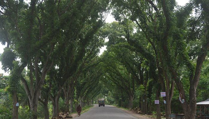 যশোরে ২ সহস্রাধিক গাছ কাটার সিদ্ধান্ত বনবিভাগের