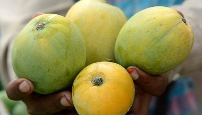 পুঠিয়ায় জমে উঠেছে আমের হাট, দাম চড়া