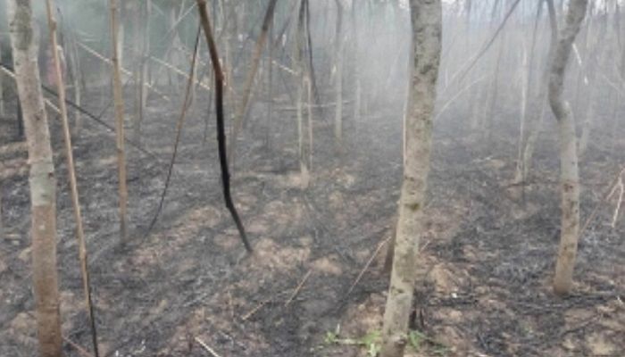 নাটোরে আগুনে পুড়ল পানের বরজ 