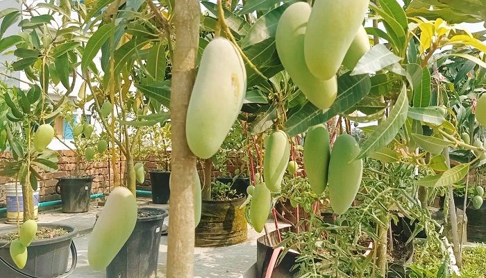 শেরপুরে ছাদবাগানে আমের বাম্পার ফলন