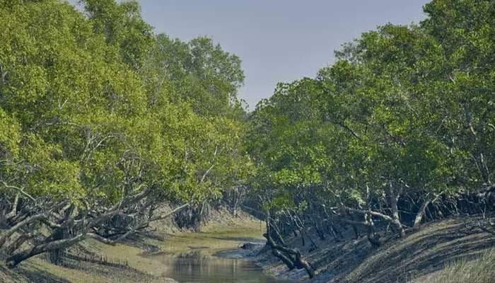 সুন্দরবনে ৩ মাস প্রবেশে নিষিদ্ধ